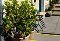 Urban street detail in bright summer light with green plants and concrete steps