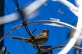 Stripe headed sparrow -Peucaea ruficauda