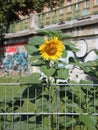 Urban Sunflower Behind Metal Bars and Graffiti Background Royalty Free Stock Photo