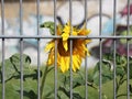 Urban Sunflower Behind Metal Bars and Graffiti Background Royalty Free Stock Photo