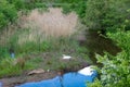 Urban swan nest