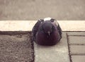 Urban synanthropic blue-dove pigeon Columba livia - sit on the pavement against a blurred background. Concept: birds and city