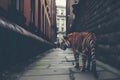 Urban Tiger Apocalypse. A tiger walking through urban ruins in a post-apocalypse like setting. Neural network AI