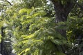 An urban tree absorbing sunlight on a mansoon morning in mumbai city