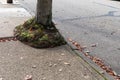 Urban tree and roots growing from a small opening in a sidewalk directly beside a street, autumn leaves