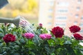 The urban urge for green:balcony roses are Royalty Free Stock Photo