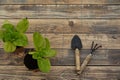 urban vegetable garden concept. copy space for growing vegetable garden at home. tools, seedbeds and plants Royalty Free Stock Photo