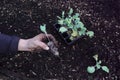 urban vegetable garden concept planting cabbage. man shows how to grow cabbage in the ground holding a young plant Royalty Free Stock Photo