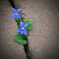 Urban Violets Royalty Free Stock Photo