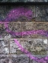 Grungy Urban Wall Surface with Purple Graffiti Scribble. Can be used as background. Royalty Free Stock Photo