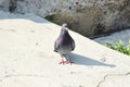 Urban wild blue dove on the pavement Royalty Free Stock Photo