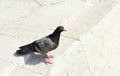 Urban wild blue dove on the pavement Royalty Free Stock Photo