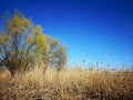 Urban wild ecosystem - nature in the city Royalty Free Stock Photo