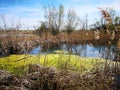 Urban wild ecosystem - nature in the city Royalty Free Stock Photo