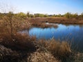 Urban wild ecosystem - nature in the city Royalty Free Stock Photo