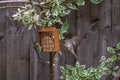 Urban wildlife as a bluetit and sparrow perch on opposite sides of suet feeder