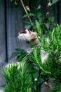 Urban wildlife as a goldfinch Carduelis carduelis wild bird gathers discarded cat fur moult from a rosemary bush