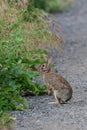 Urban wildlife Eastern Cottontail bunny rabbit standing on its hand legs