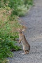 Urban wildlife Eastern Cottontail bunny rabbit standing on its hand legs eating meadow grass