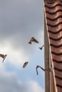 Urban wildlife. House Martins feeding on insects. Birds flying u
