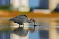 Urban wildlife. Hunting bird in Fort Myers lagoon. Water bird sitting in the water. Water bird Tricolored Heron, Egretta