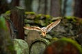 Urban wildlife. Magic bird barn owl, Tito alba, flying above stone fence in forest cemetery. Wildlife scene form nature. Animal be