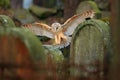 Urban wildlife. Magic bird barn owl, Tito alba, flying above stone fence in forest cemetery. Wildlife scene nature. Animal behavio