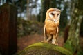 Urban wildlife. Magic bird barn owl, Tito alba, flying above stone fence in forest cemetery. Wildlife scene nature. Animal behavio Royalty Free Stock Photo