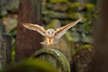 Magic bird barn owl, Tito alba, flying above stone fence in forest cemetery. Wildlife scene nature. Animal behaviour in wood. Barn