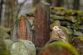 Magic bird barn owl, Tito alba, sitting on stone fence in forest cemetery. Wildlife scene nature. Animal behaviour in wood. Barn o Royalty Free Stock Photo