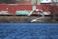 Urban Wildlife - Mute Swans Flying in the City