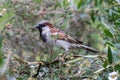 Urban wildlife ornithology. Male house sparrow in a garden hedge Royalty Free Stock Photo