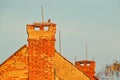 Urban wildlife, owl on roof chimney. Little Owl, Athene noctua, bird in the nature habitat, clear sky background. Bird with yellow