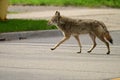Urban wildlife a photograph of a coyote crossing a city street Royalty Free Stock Photo