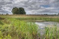 An urban wildlife pond - site for wellbeing