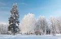 Urban winter landscape. Yaroslavl, Russia