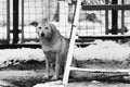 Urban winter scene with beautiful dog in the snow