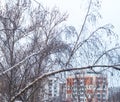 Urban winter with snowy birch