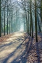 Urban winter woodland in shadow