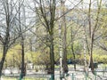 Urban yard with blossoming trees on spring day Royalty Free Stock Photo