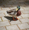 Urbanized male mallard duck on the sidewalk Royalty Free Stock Photo