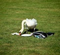 Urbanized swan looks for food Royalty Free Stock Photo