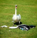 Urbanized swan looks for food Royalty Free Stock Photo