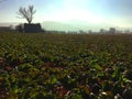 Urbex, abandoned house and mystery in Marche region, Italy. Ruins and nature