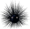 Urchin