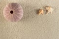 Urchin on sand Royalty Free Stock Photo