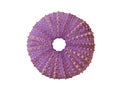 Urchin Shell Royalty Free Stock Photo