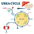 Urea cycle vector illustration. Labeled educational ornithine explanation.