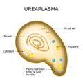 Ureaplasma anatomy. Cell structure