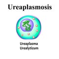 Ureaplasma urealyticum. Bacterial infections Ureaplasma. Sexually transmitted diseases. Infographics. Vector